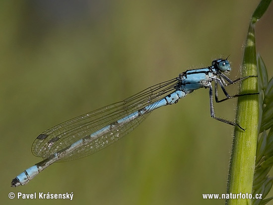 Agrion porte-coupe