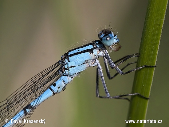 Agrion porte-coupe