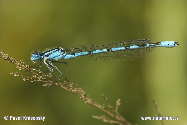 Agrion porte-coupe