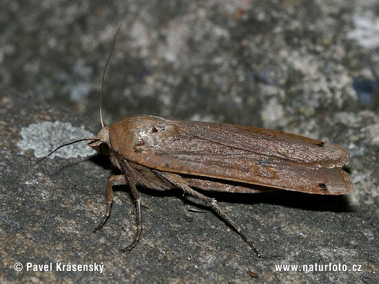 Allmänt bandfly