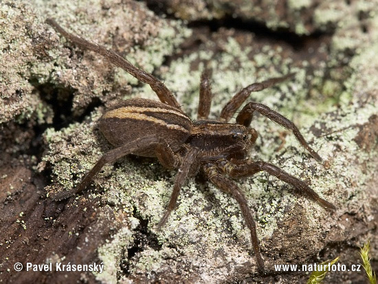 Alopecosa cuneata