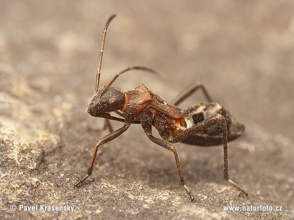 Alydus calcaratus