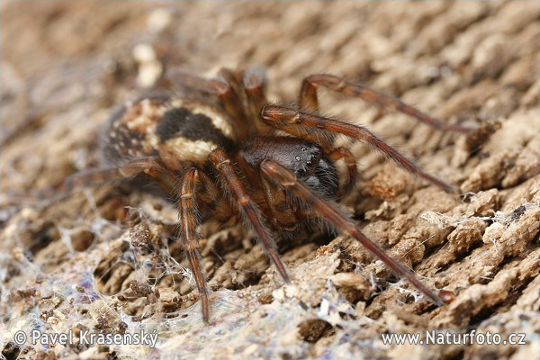 Amaurobius similis