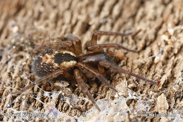 Amaurobius similis