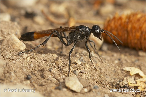 Ammophila sabulosa