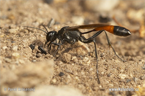 Ammophile des sables