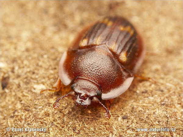 Amphotis marginata