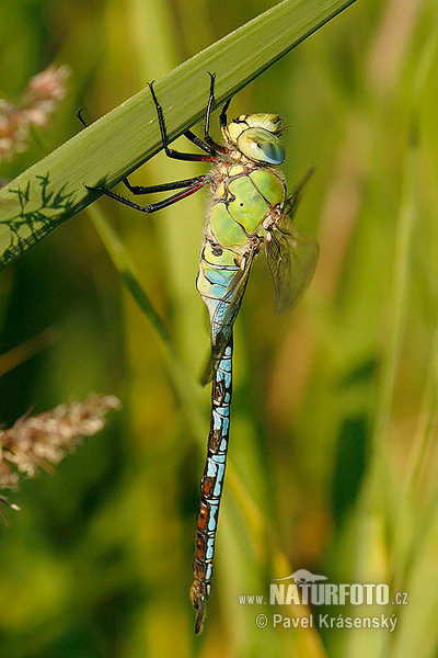 Anax imperator