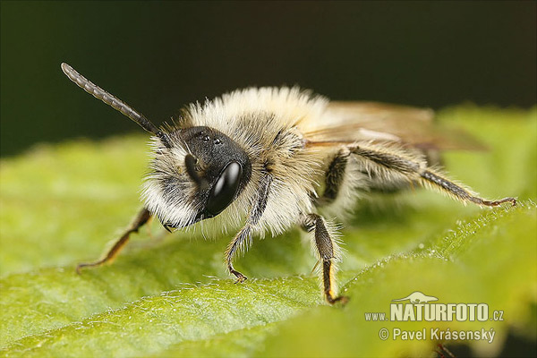 Andrena flavipes