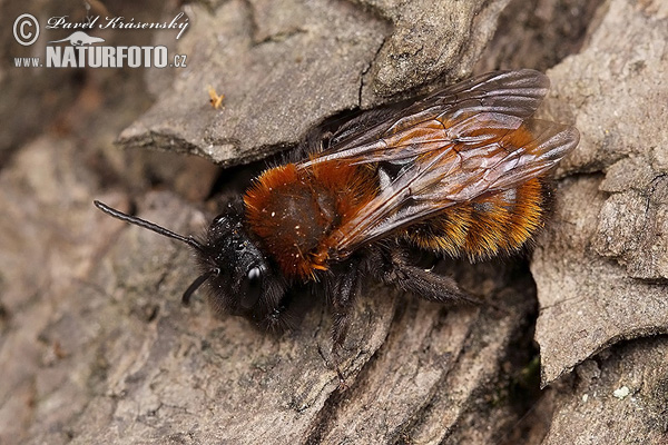 Andrena fulva
