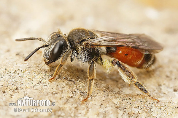 Andrena labiata