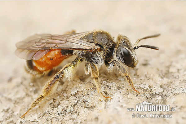 Andrena labiata