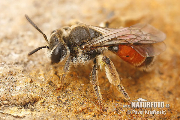 Andrena labiata