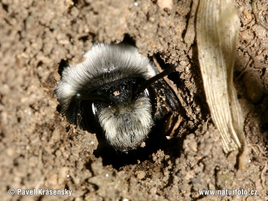 Andrena sp.