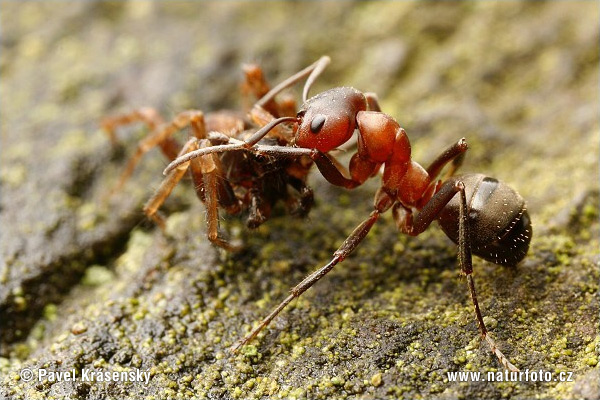 Ant (Formica sanguinea)