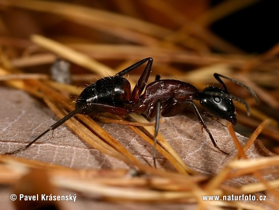 Ant (Camponotus ligniperda)