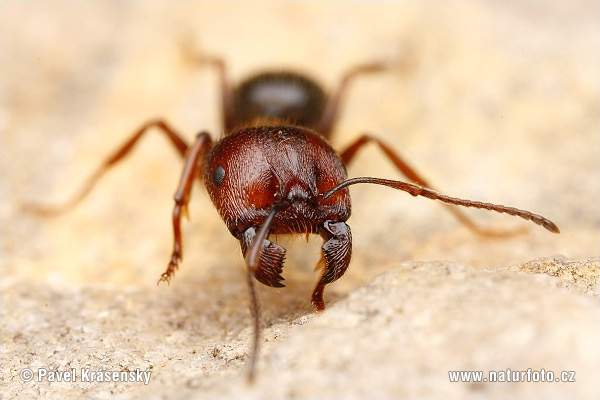 Ant (Messor structor)