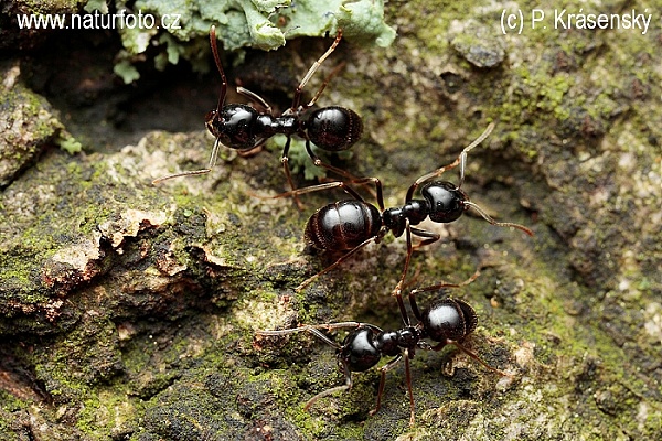 Ant (Lasius fuliginosus)