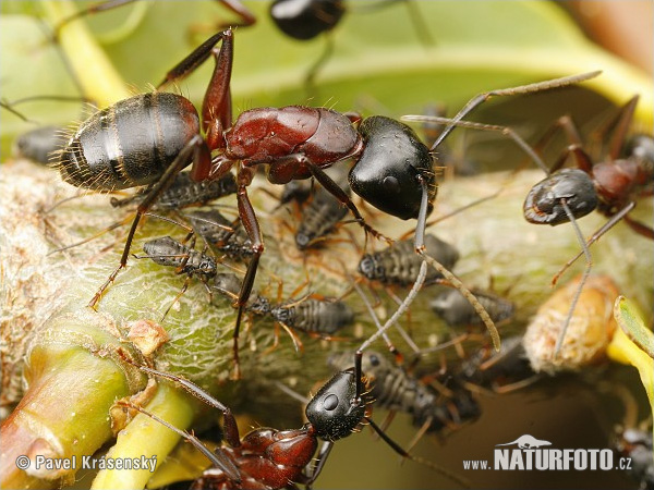 Ant (Camponotus ligniperda)