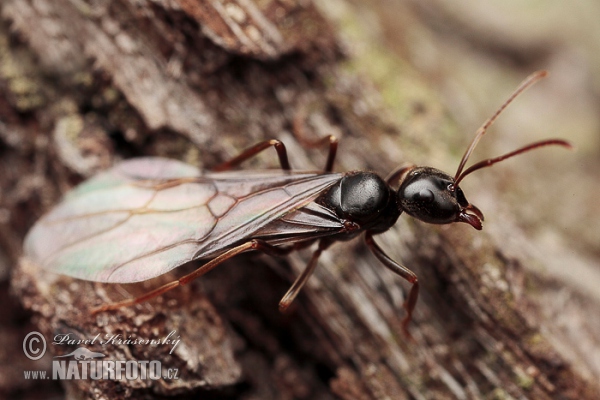 Ant (Lasius fuliginosus)