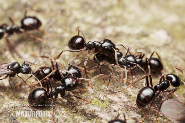 Ant (Lasius fuliginosus)