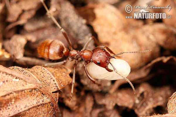 Ant (Polyergus rufescens)