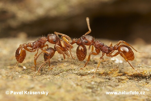 Ant (Myrmica sp.)