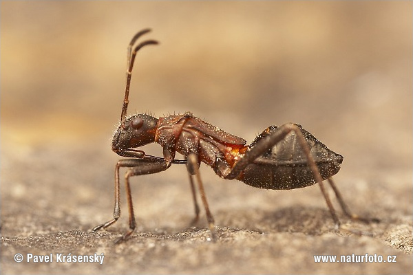 Ant Bug (Alydus calcaratus)