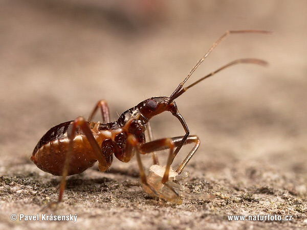 Ant Damsel Bug (Himacerus mirmicoides)