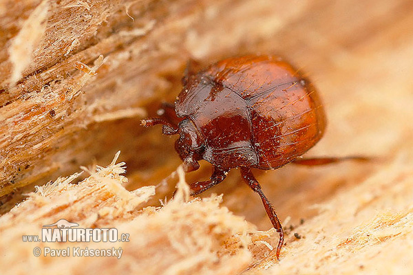 Ant hister beetle (Hetaerius ferrugineus)