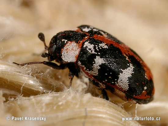 Anthrenus scrophulariae