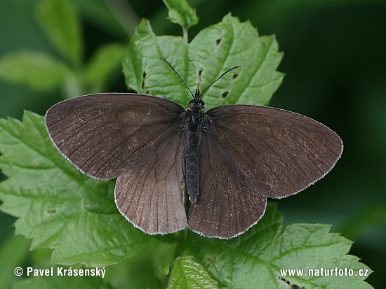 Aphantopus hyperantus