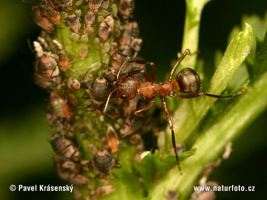 Aphididae