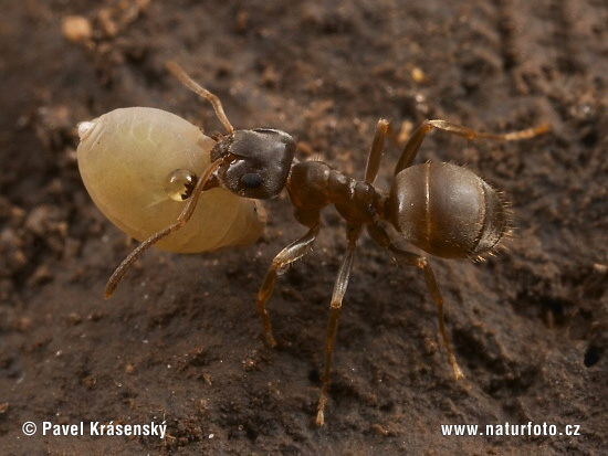 Aphidoidea