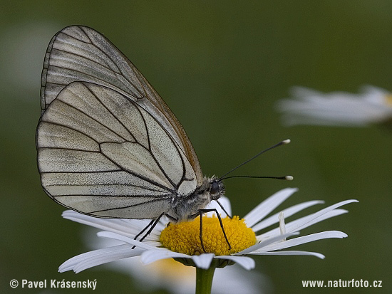 Aporia crataegi