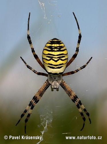 Araña avispa