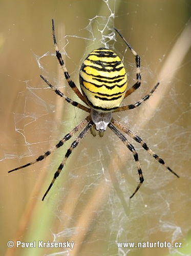 Araña avispa