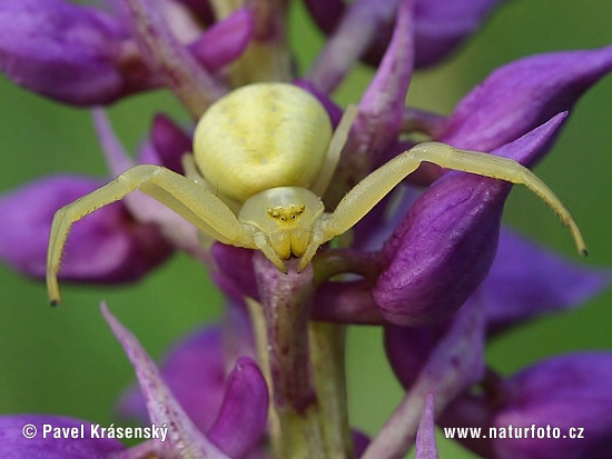 Araña cangrejo