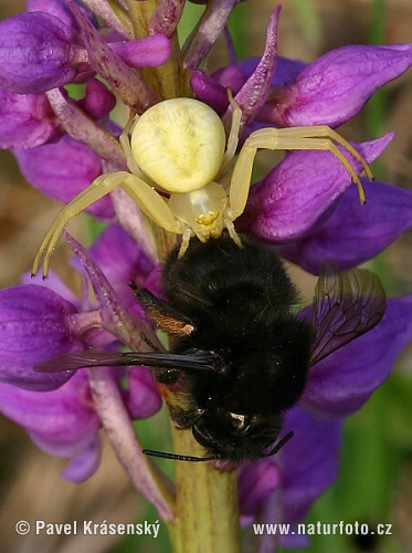 Araña cangrejo