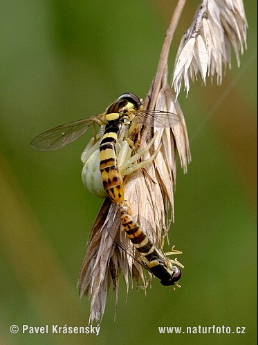 Araña cangrejo