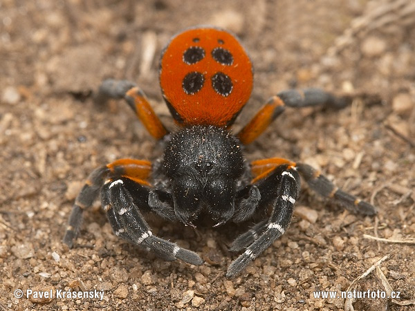 Araña moteada saltadora