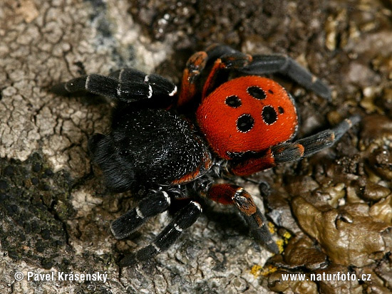 Araña moteada saltadora