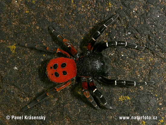 Araña moteada saltadora