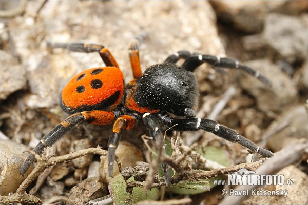 Araña moteada saltadora