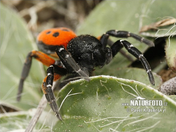 Araña moteada saltadora