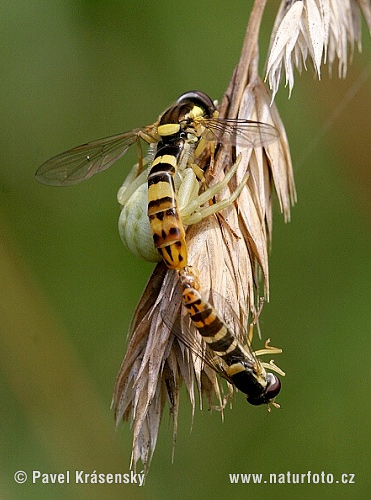 aranha-caranguejo-das-flores