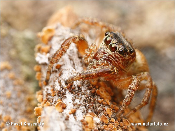 aranhas-saltadoras