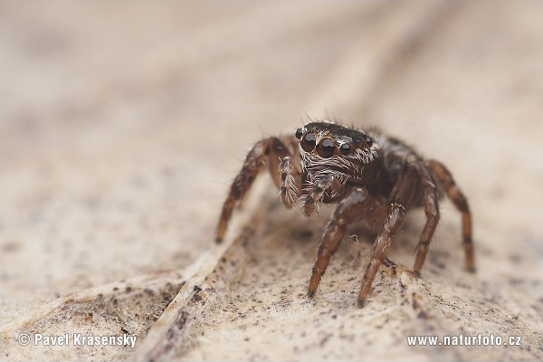 aranhas-saltadoras