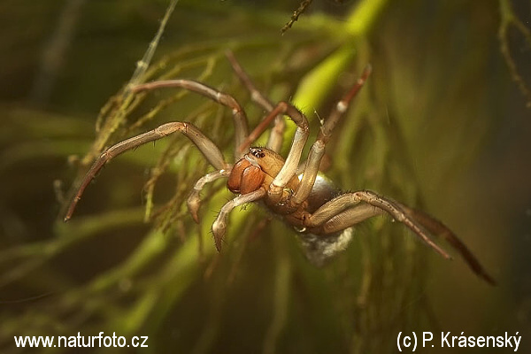 Argyroneta aquatica