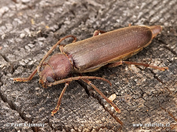 Arhopalus rusticus